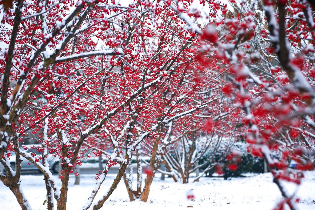 山科雪景（2019）